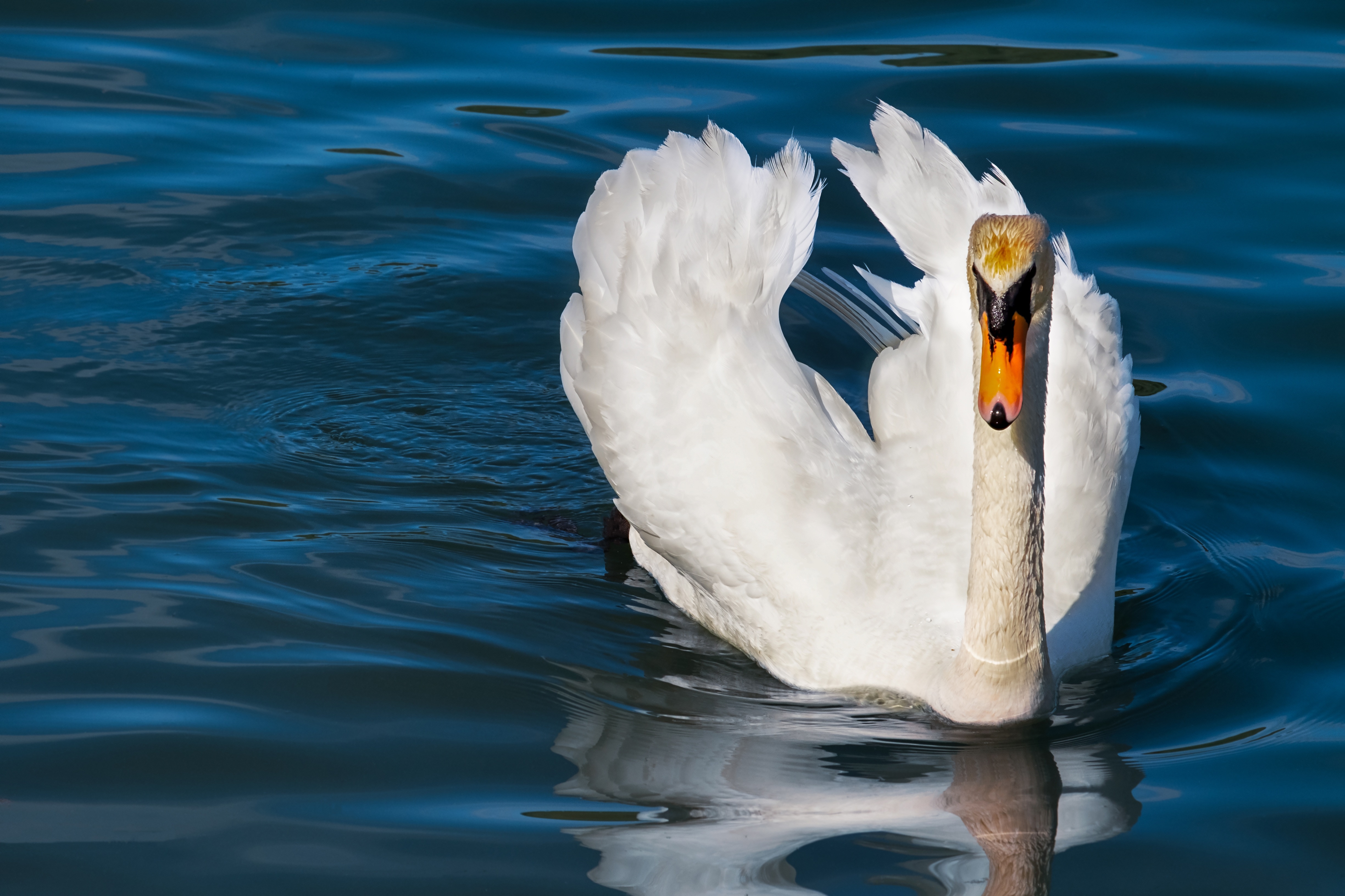 Обои вода, природа, белый, водоем, птица, плавание, лебедь, синий фон, water, nature, white, pond, bird, swimming, swan, blue background разрешение 4896x3264 Загрузить