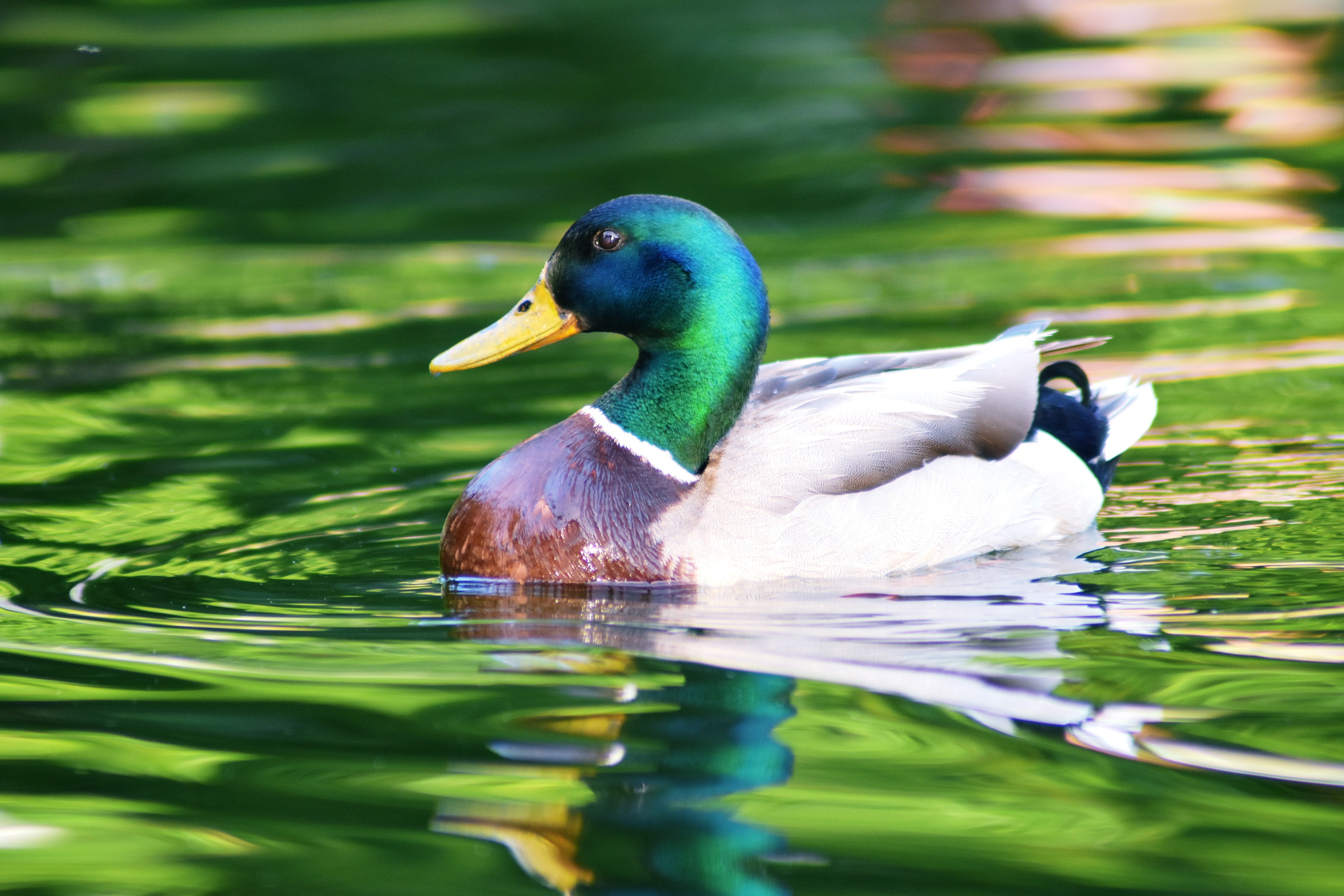 Обои вода, отражение, водоем, птица, плавание, утка, селезень, кряква, water, reflection, pond, bird, swimming, duck, drake, mallard разрешение 3840x2560 Загрузить