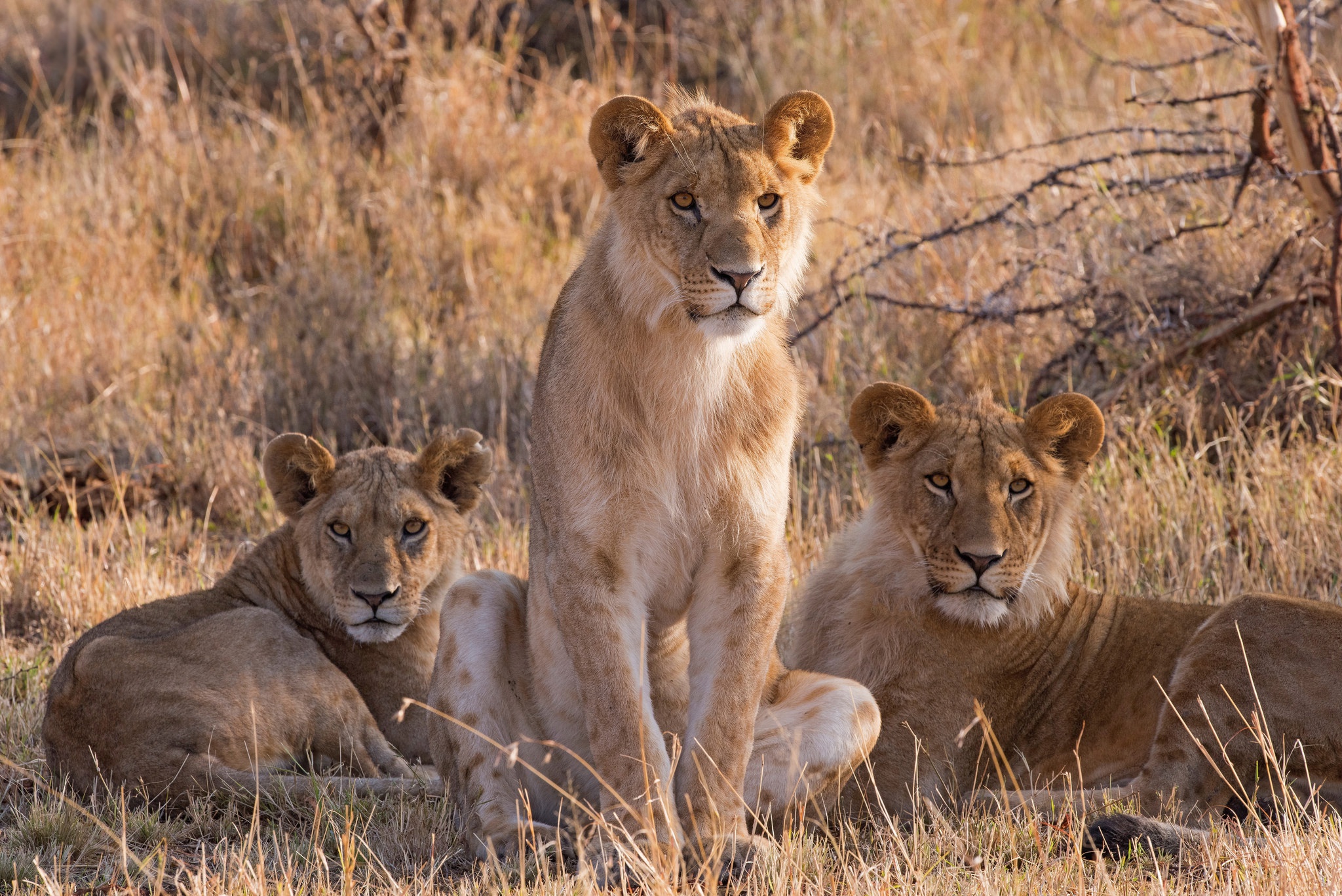 Обои львица, прайд, lioness, pride разрешение 2048x1367 Загрузить