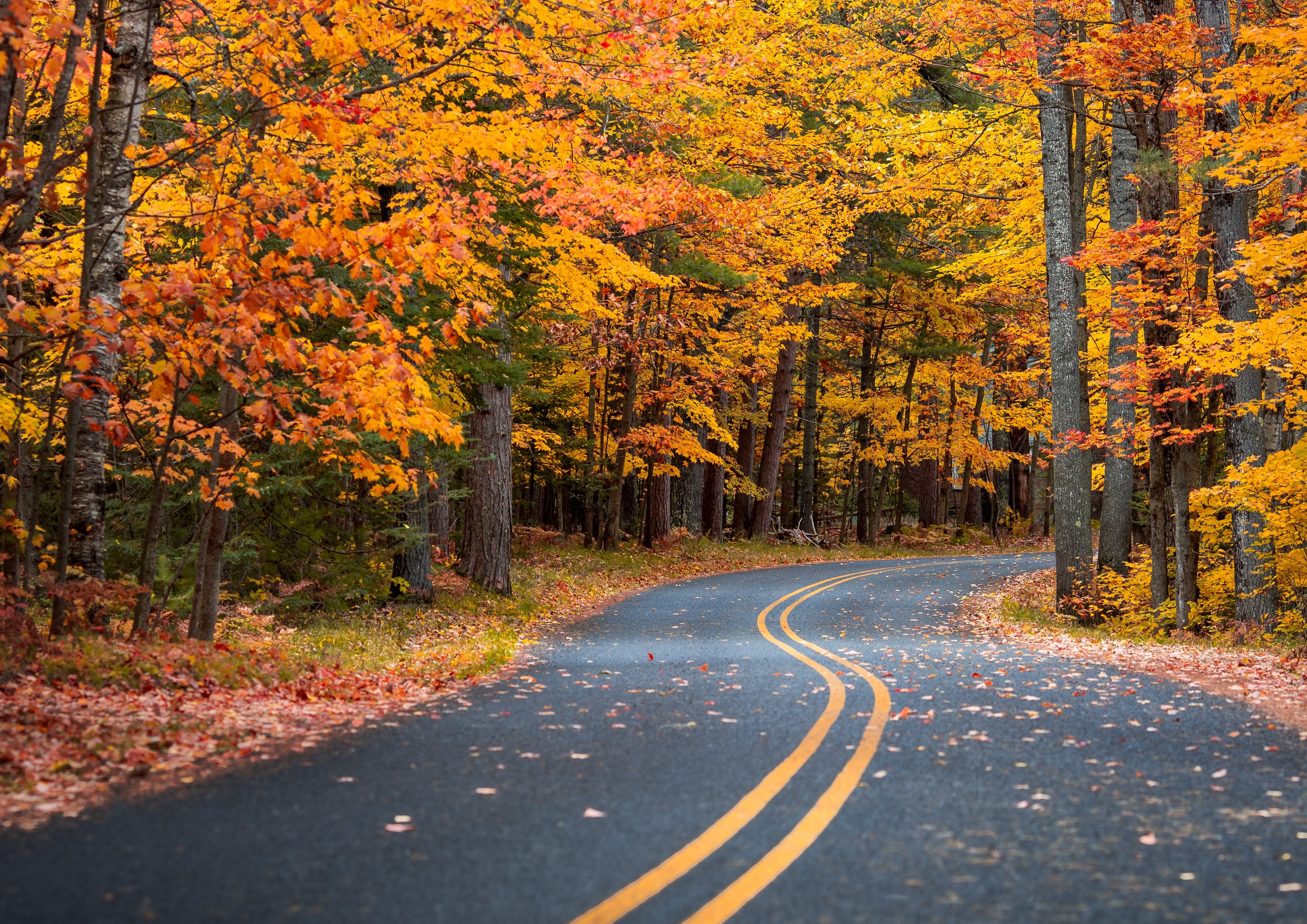 Обои дорога, лес, листья, пейзаж, осень, road, forest, leaves, landscape, autumn разрешение 3840x2716 Загрузить
