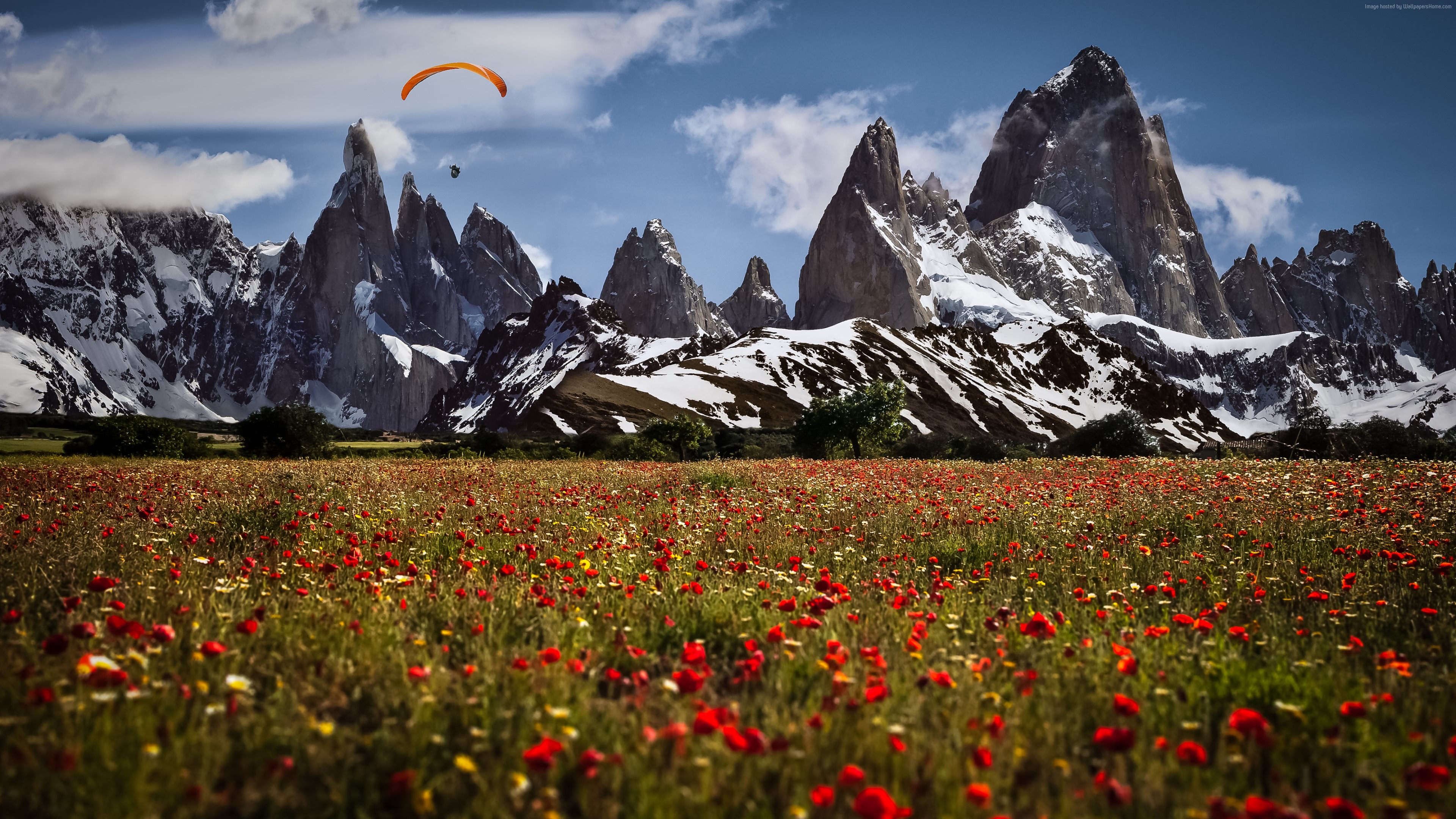 Обои цветы, горы, швейцария, маки, луга, парапланерист, flowers, mountains, switzerland, maki, meadows, paraglider разрешение 3840x2160 Загрузить