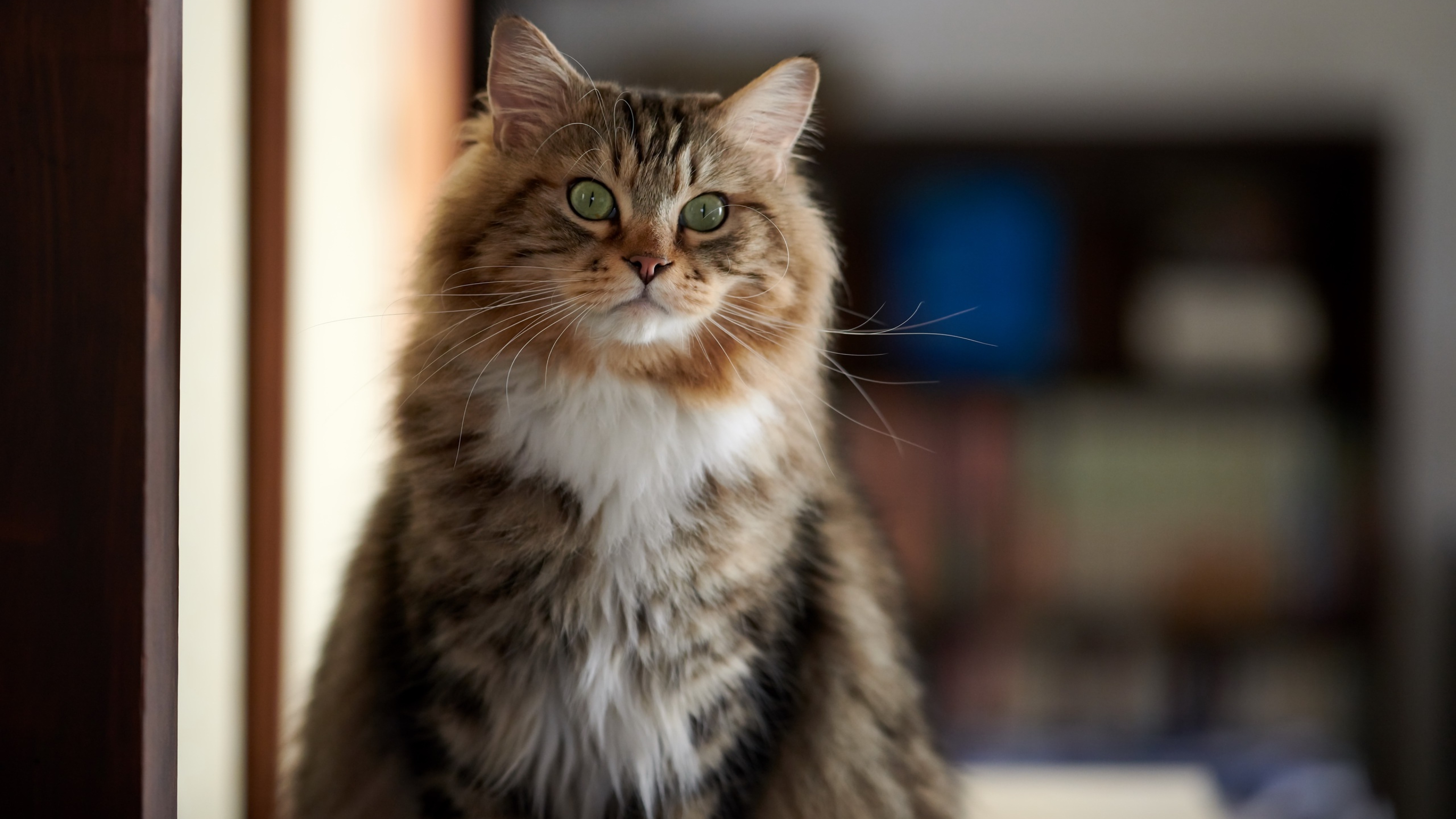 Обои портрет, кот, кошка, взгляд, пушистый, зеленые глаза, portrait, cat, look, fluffy, green eyes разрешение 3840x2160 Загрузить