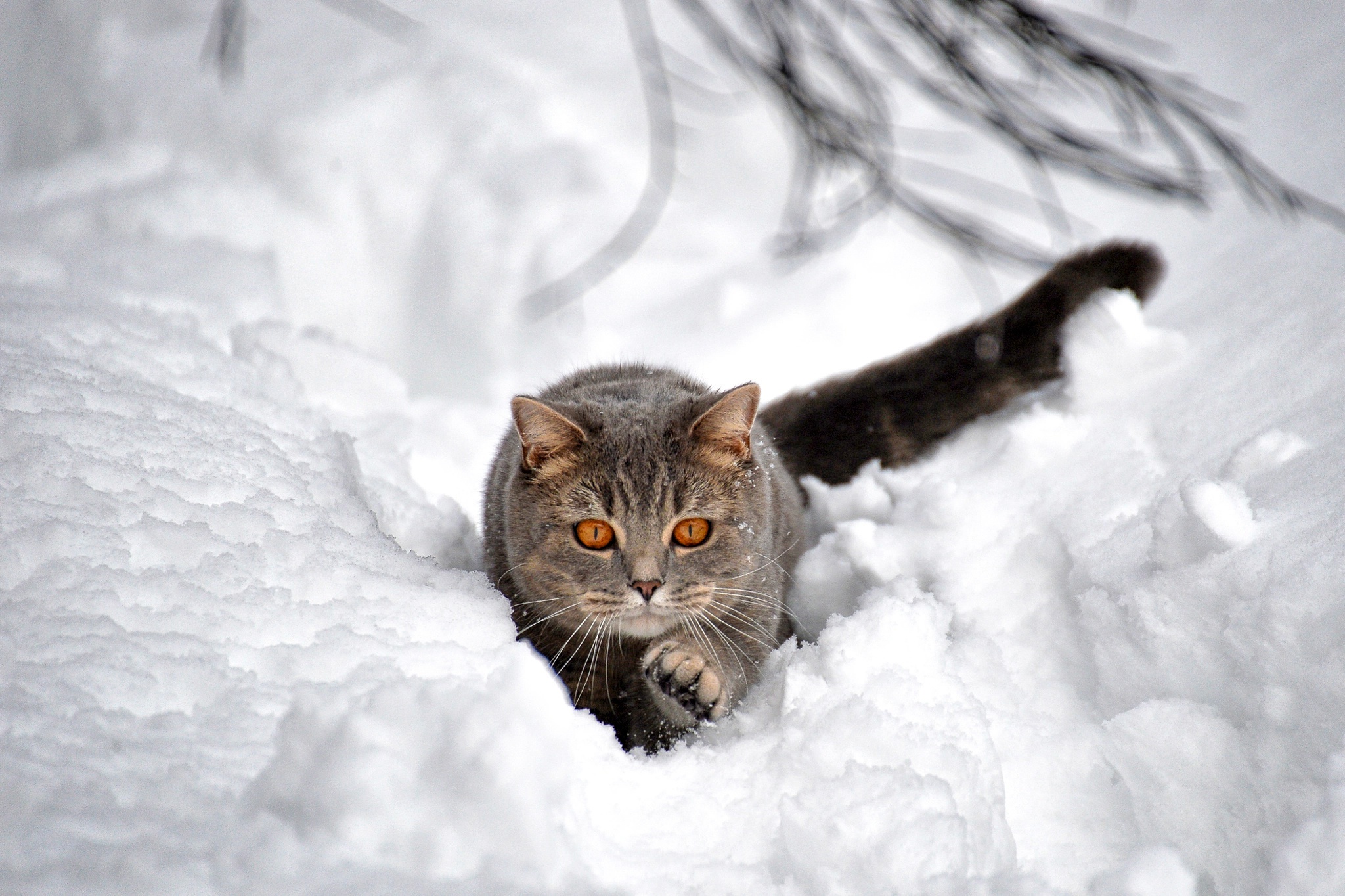 Обои снег, зима, кот, кошка, взгляд, сугроб, боке, snow, winter, cat, look, the snow, bokeh разрешение 2048x1364 Загрузить