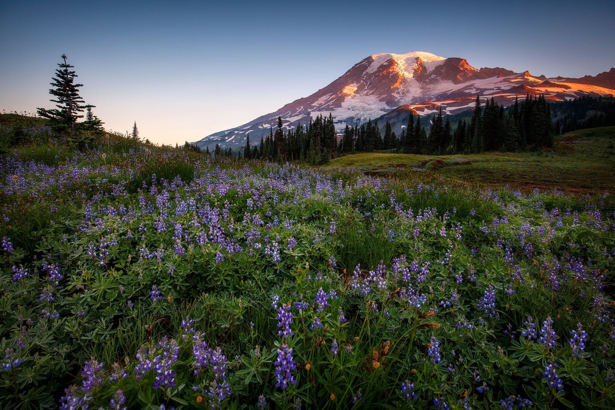 Обои цветы, горы, лес, люпины, flowers, mountains, forest, lupins разрешение 2048x1365 Загрузить