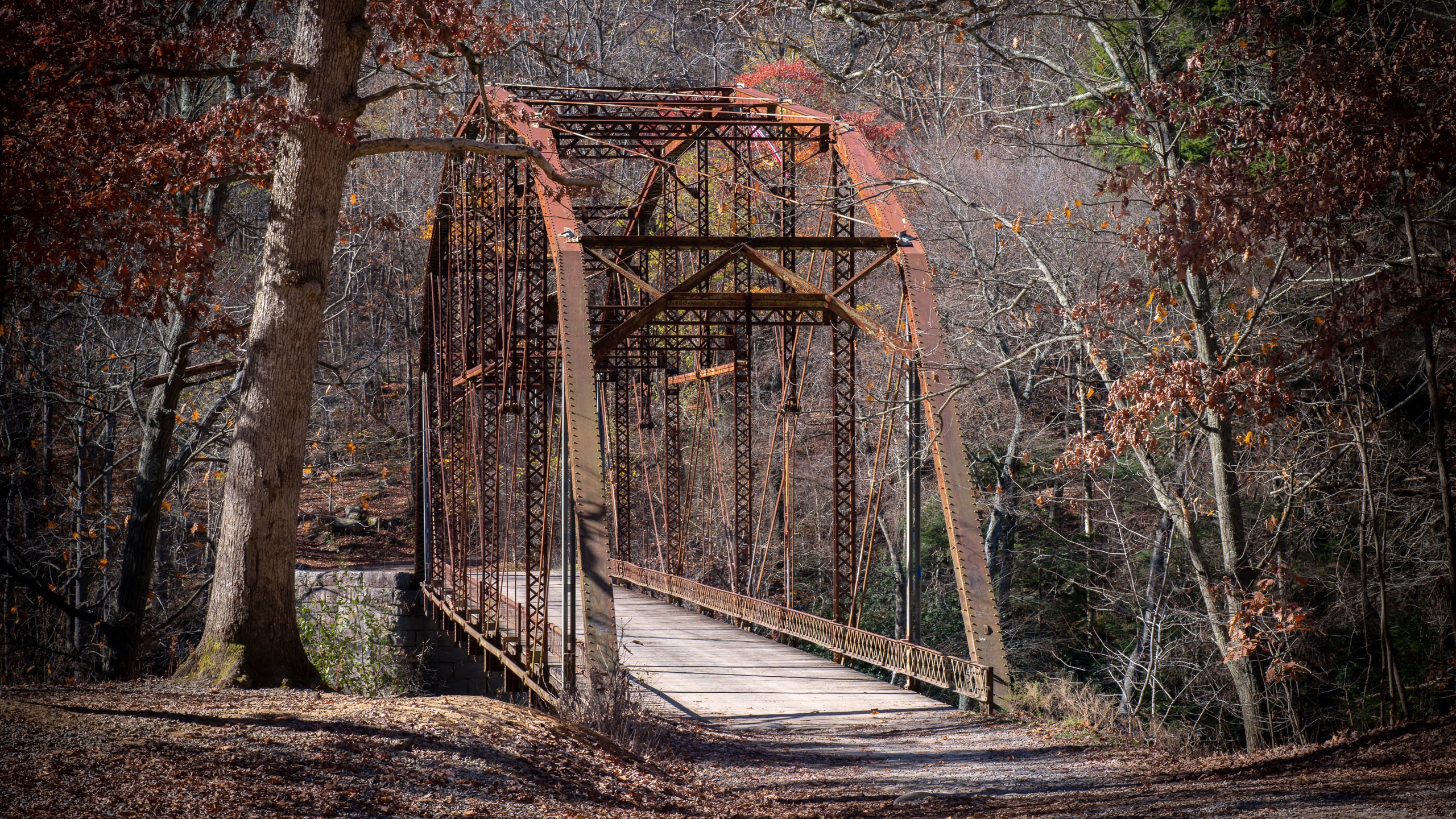 Обои природа, лес, мост, nature, forest, bridge разрешение 2560x1440 Загрузить