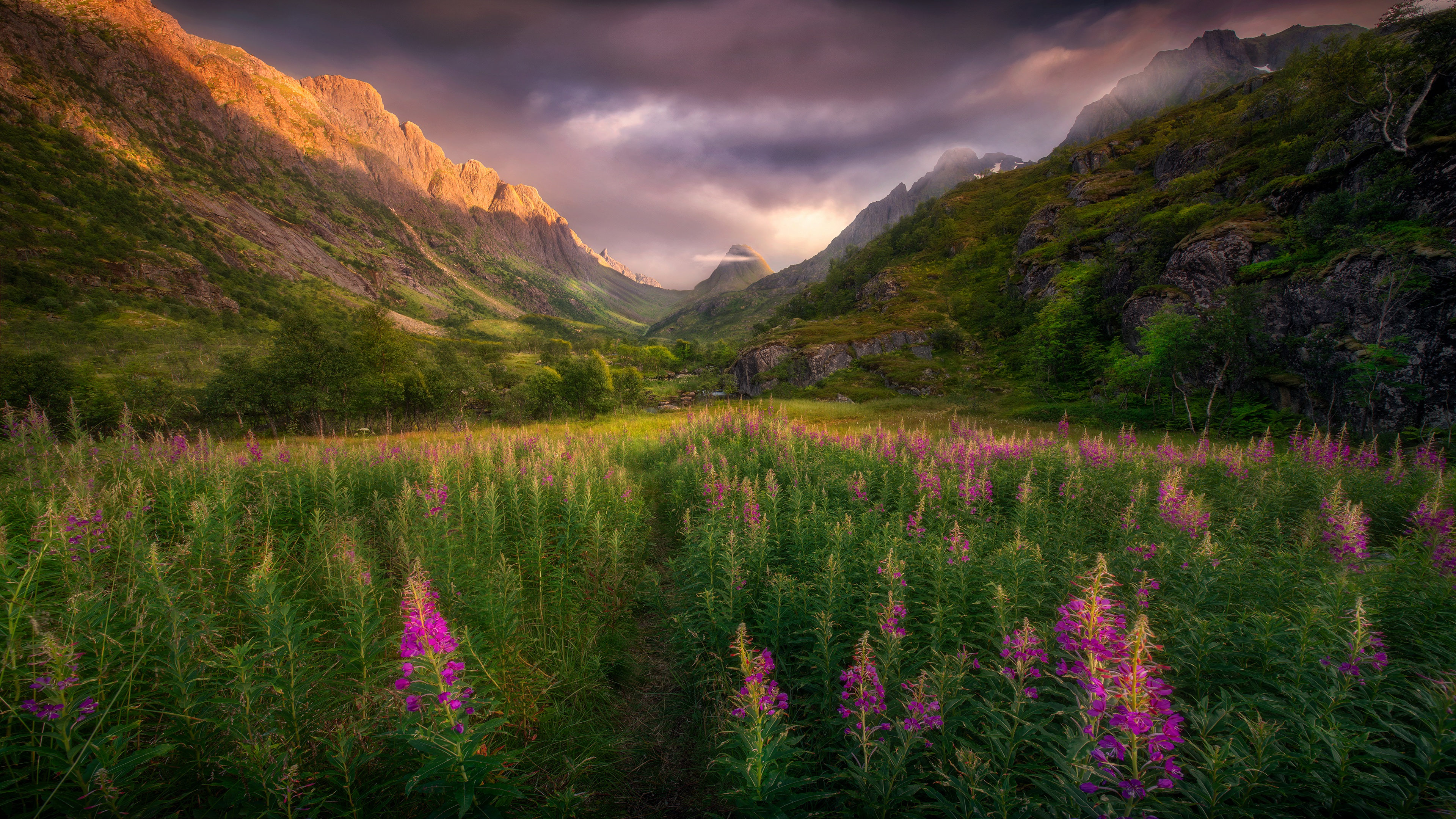 Обои цветы, горы, скалы, поле, лето, тропинка, луг, иван-чай, flowers, mountains, rocks, field, summer, path, meadow, ivan-tea разрешение 3840x2160 Загрузить