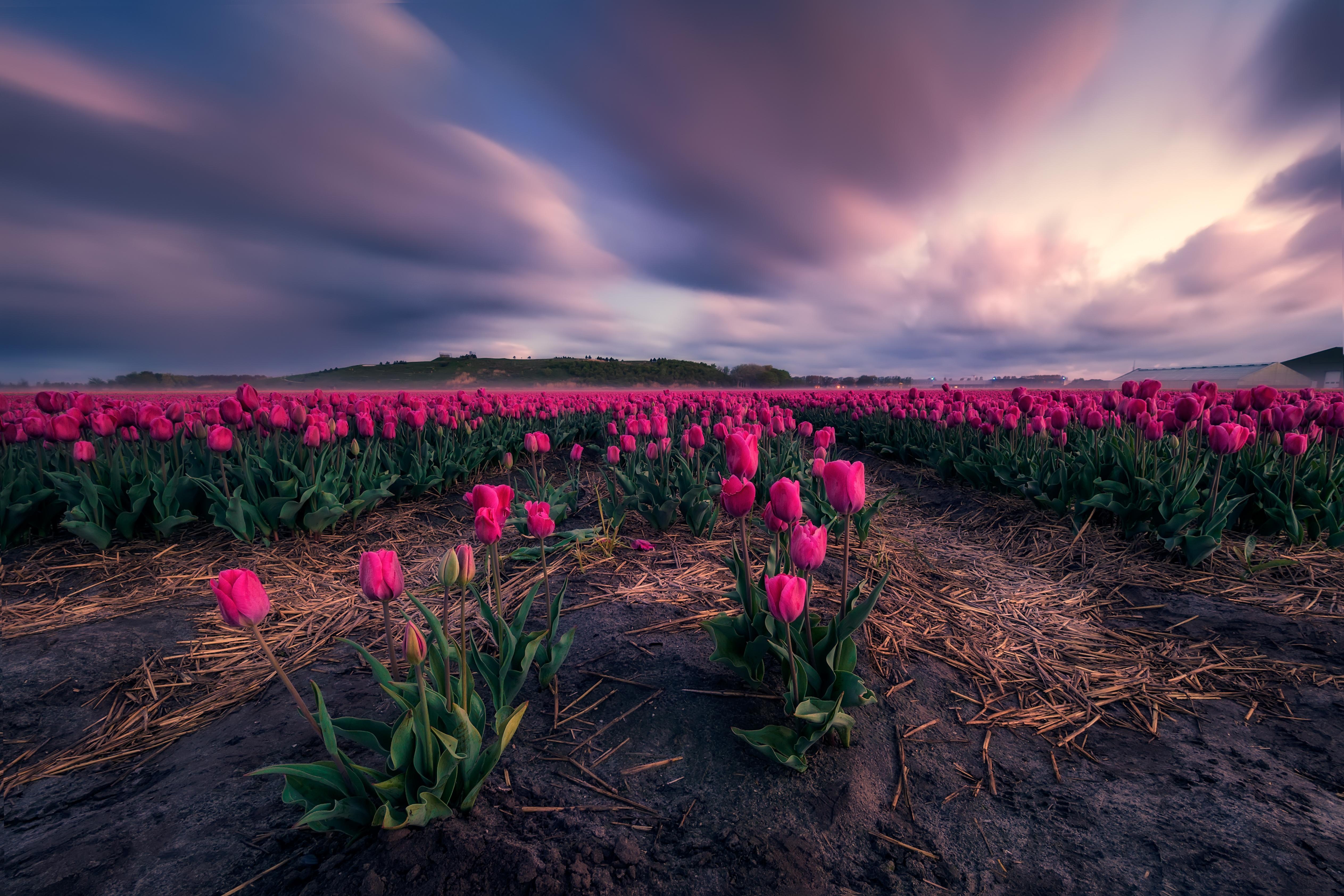 Обои цветы, поле, тюльпаны, flowers, field, tulips разрешение 5052x3368 Загрузить