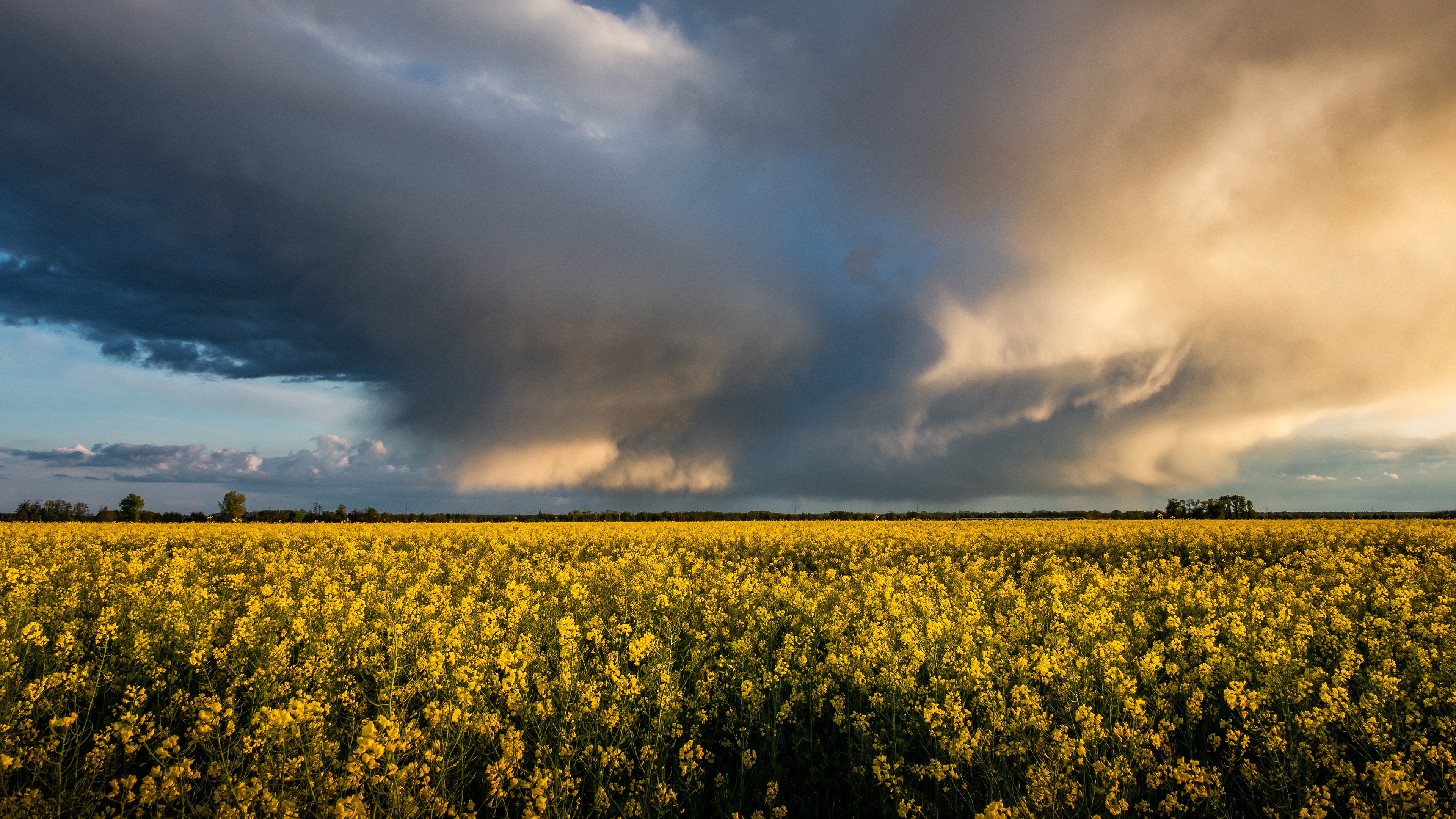 Обои небо, цветы, облака, горизонт, желтые, рапс, the sky, flowers, clouds, horizon, yellow, rape разрешение 3840x2160 Загрузить