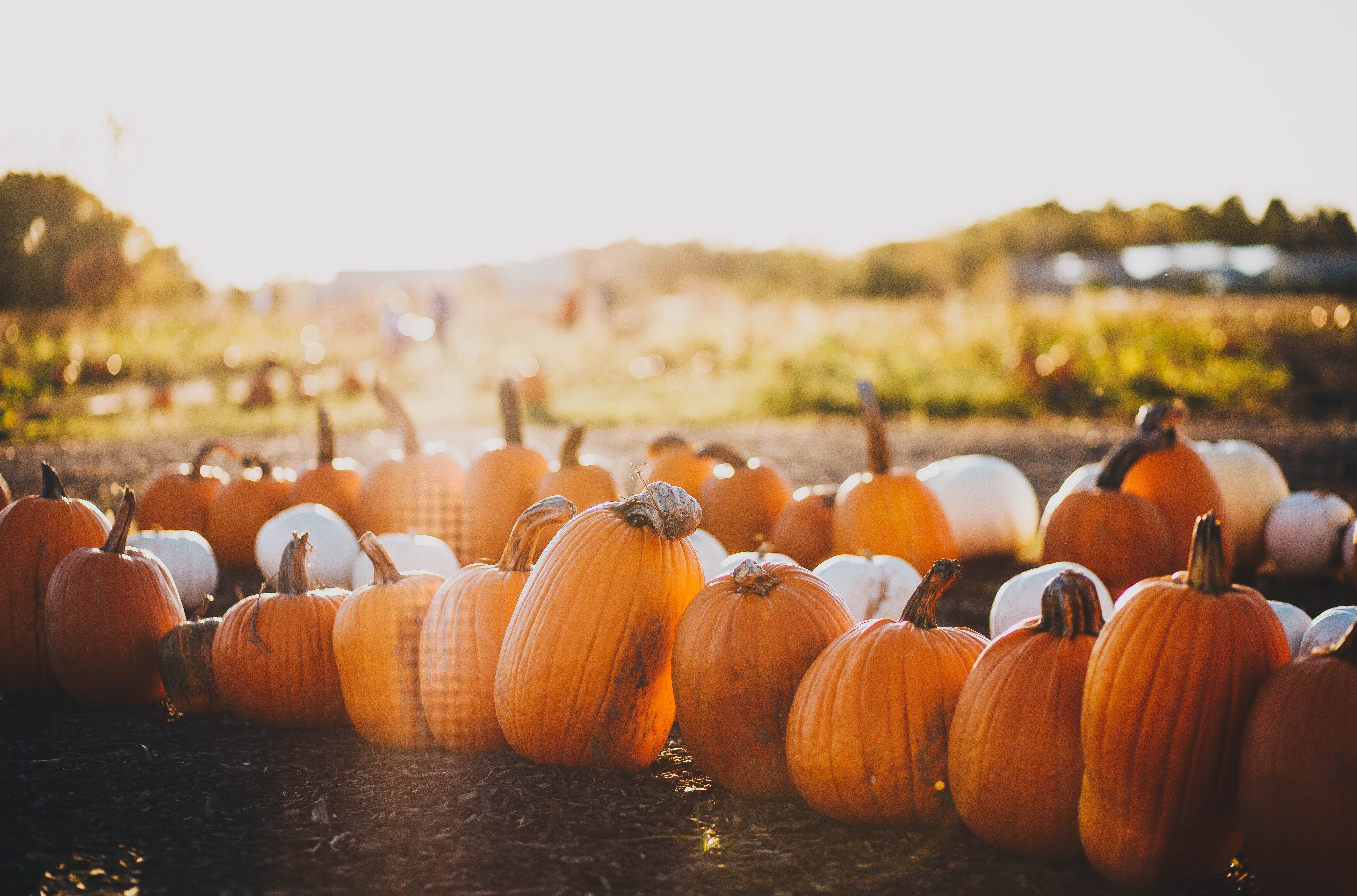 Обои свет, природа, поле, осень, много, урожай, тыквы, боке, light, nature, field, autumn, a lot, harvest, pumpkin, bokeh разрешение 5616x3710 Загрузить