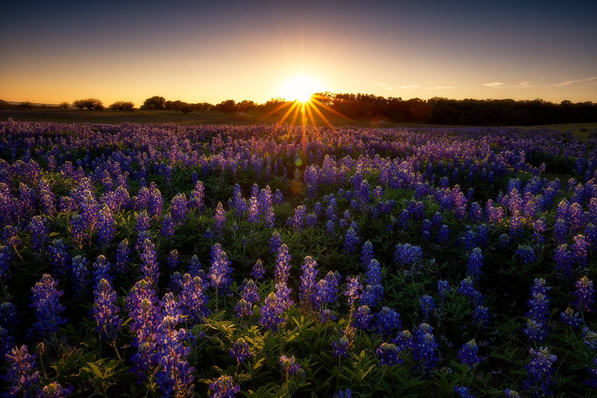 Обои цветы, закат, поле, лето, луг, сиреневые, люпины, flowers, sunset, field, summer, meadow, lilac, lupins разрешение 2048x1365 Загрузить