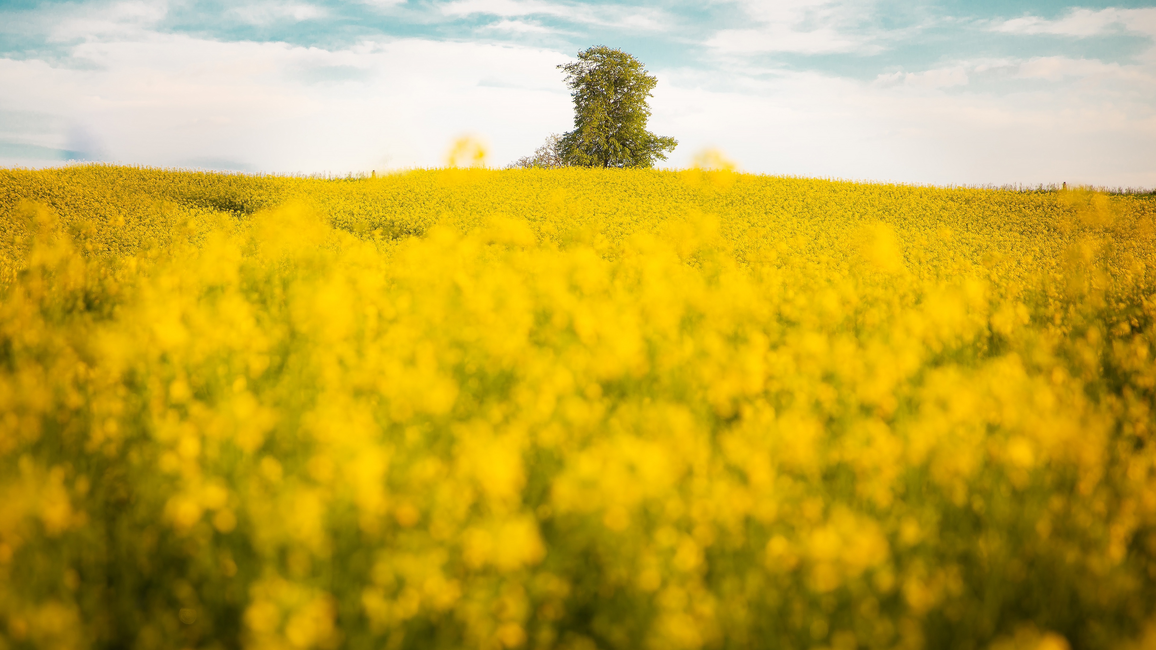 Обои дерево, поле, боке, рапс, tree, field, bokeh, rape разрешение 3840x2160 Загрузить