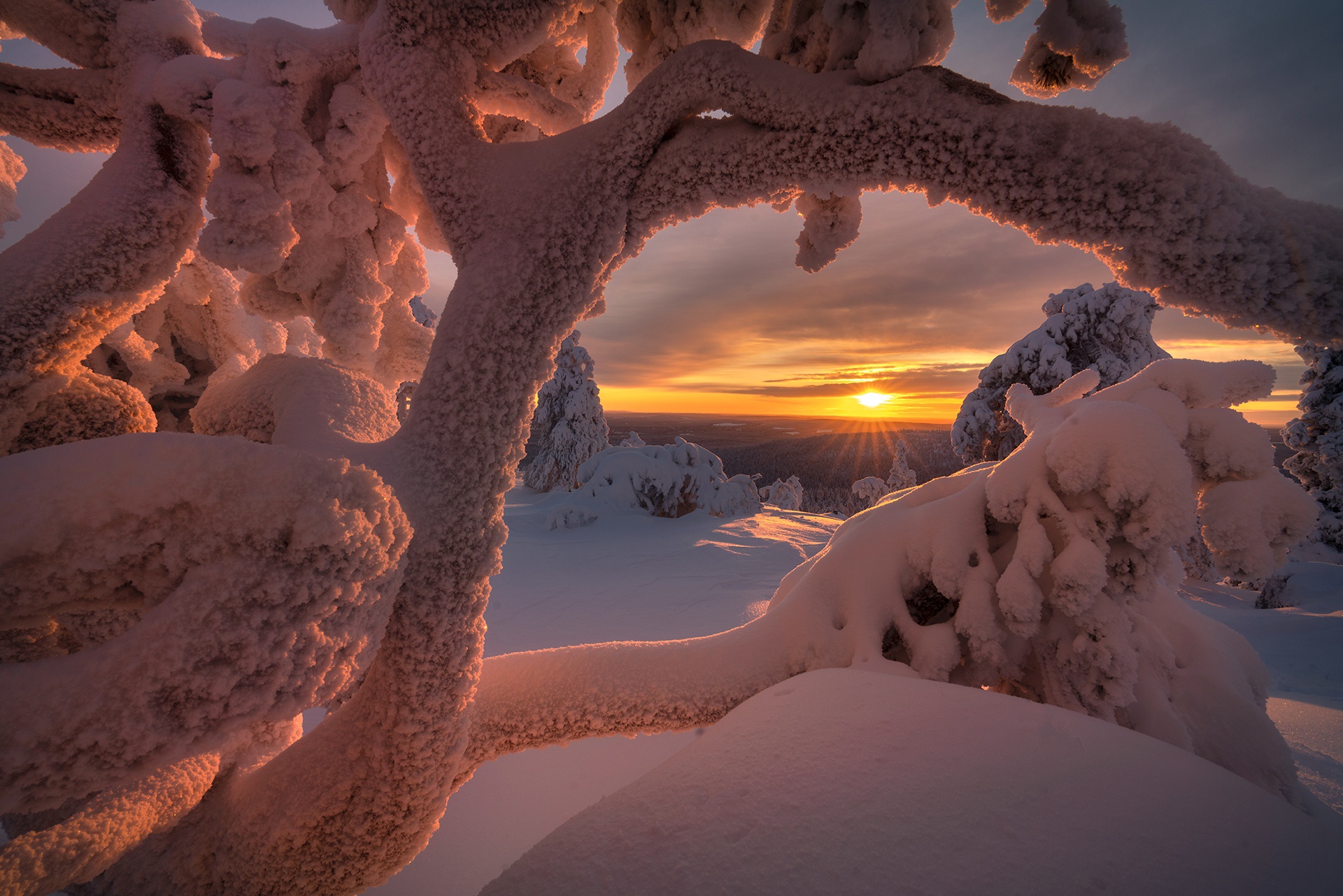 Обои деревья, солнце, снег, природа, зима, лучи, пейзаж, заполярье, trees, the sun, snow, nature, winter, rays, landscape, the arctic разрешение 1920x1281 Загрузить