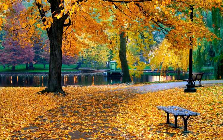 Парк Осень Скамейки Фото