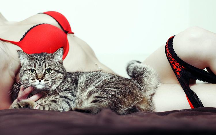 ТОП-15 самых популярных котов-блогеров (15 фото)