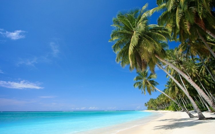 Обои песок, пляж, пальмы, тропики, мальдивы для рабочего стола #48054
