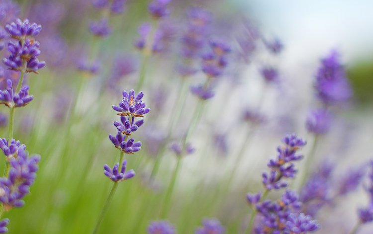 природа цветы фиолетовые загрузить
