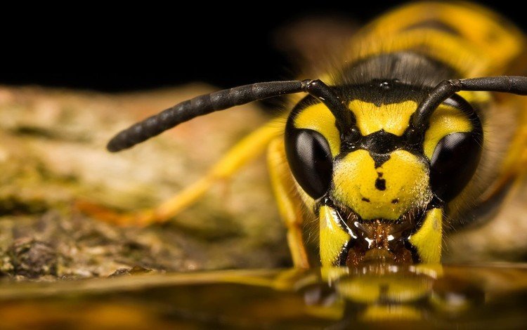 Обои глаза, макро, насекомое, усики, пчела для рабочего стола #139252