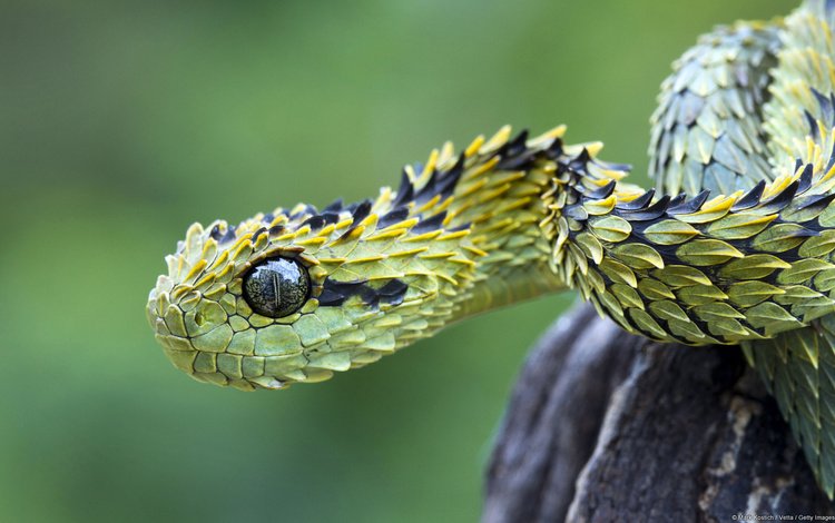 Сонник — к чему снится змея