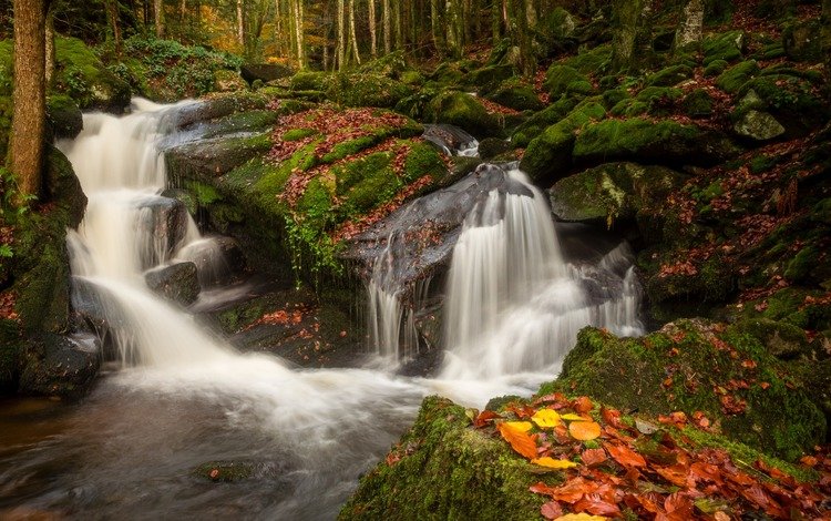 Лес Камни Фото